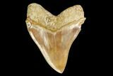 Serrated, Fossil Megalodon Tooth - West Java, Indonesia #148968-1